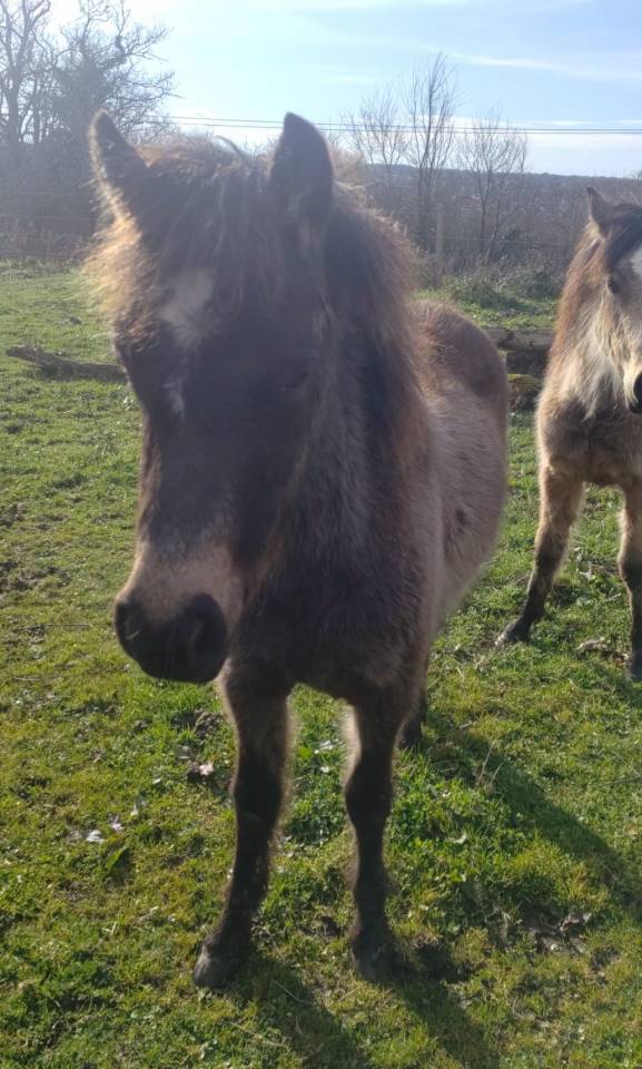 Veulen (ml) New Forest Te koop 2025 Isabel ,  UTRILLO D'ARQUETAN