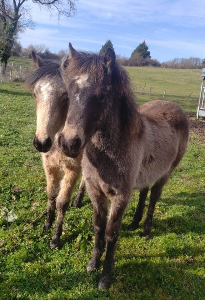 Veulen (ml) New Forest Te koop 2025 Isabel ,  UTRILLO D'ARQUETAN