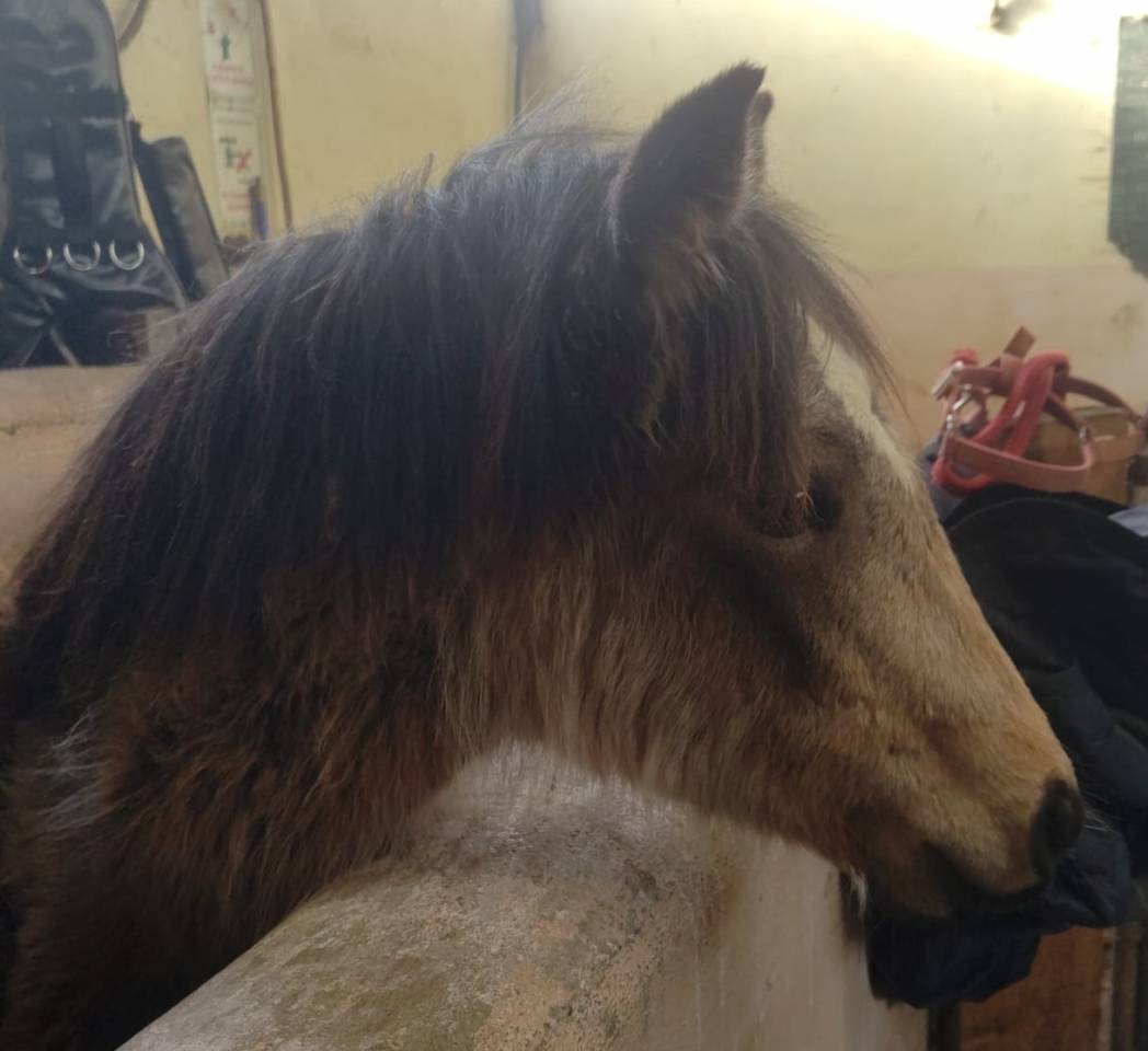 Veulen (vr) New Forest Te koop 2025 Isabel ,  UTRILLO D'ARQUETAN