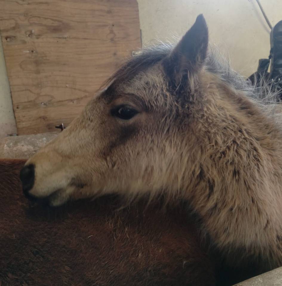 Veulen (vr) New Forest Te koop 2025 Isabel ,  UTRILLO D'ARQUETAN