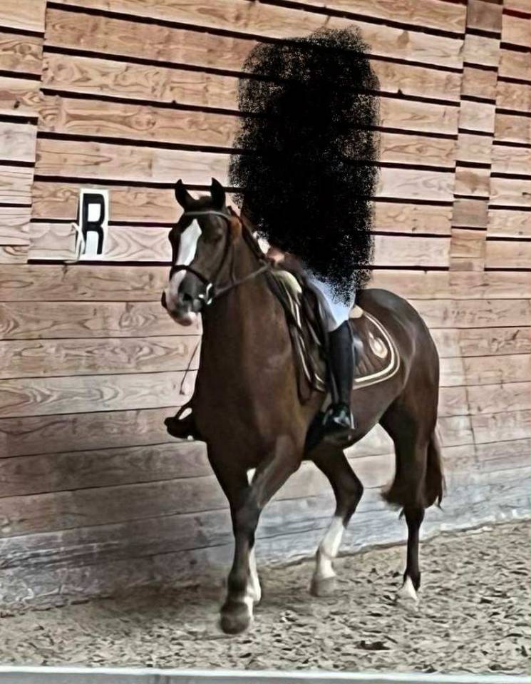 Merrie Franse rijpony PFS Te koop 2020 Koffie vos ,  Boston des Londes