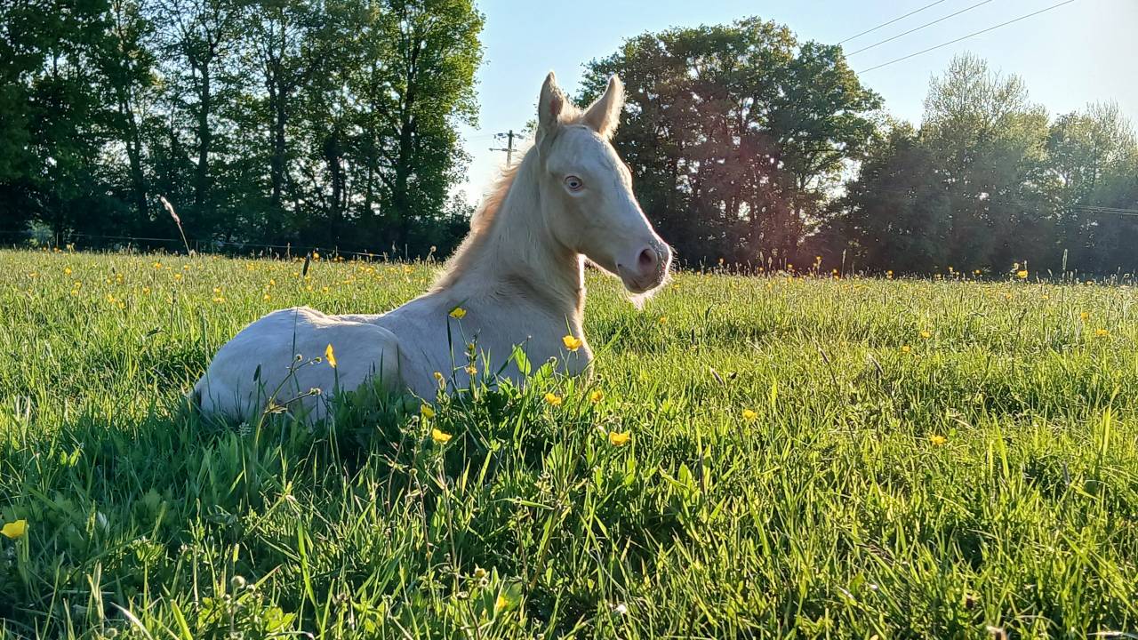 Veulen (ml) Connemara Te koop 2025 Cr&egrave;me ,  CASTLE NERO