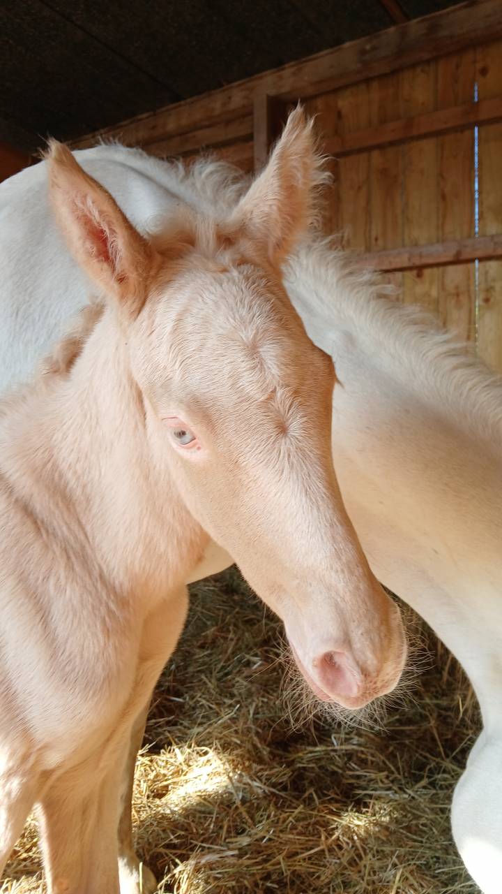 Veulen (ml) Connemara Te koop 2025 Cr&egrave;me ,  CASTLE NERO