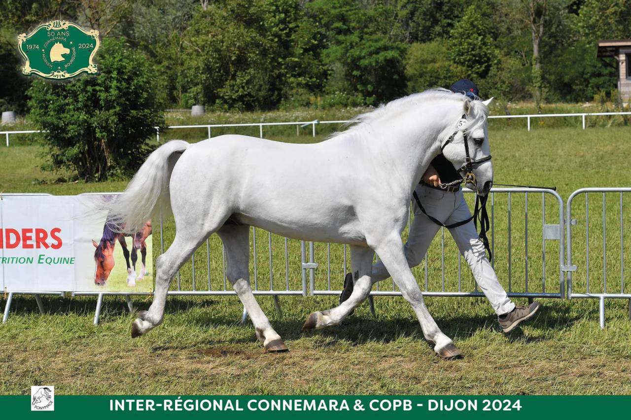 Veulen (ml) Connemara Te koop 2025 Cr&egrave;me ,  CASTLE NERO