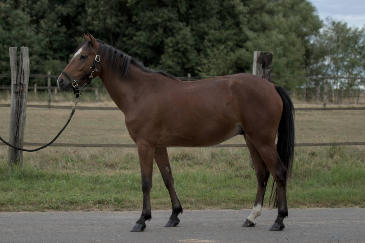 Ruin Franse rijpony PFS Te koop 2021 Donker bruin / bai ,  RADJA MERANIERE