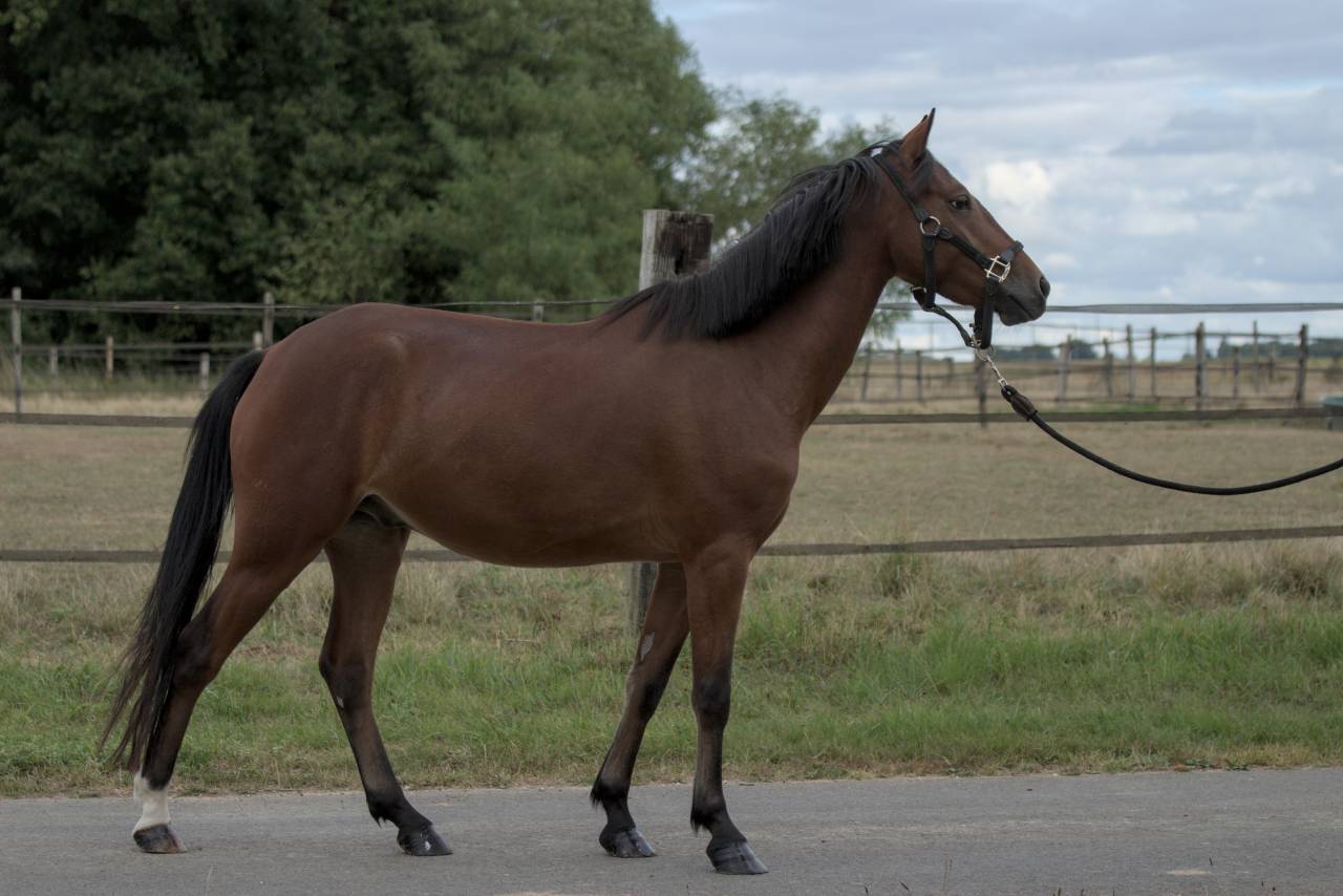 Ruin Franse rijpony PFS Te koop 2021 Donker bruin / bai ,  RADJA MERANIERE
