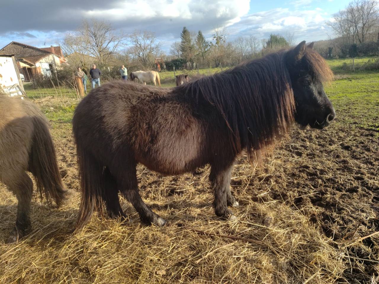 Hengst Bekend ras Te koop 2023 Zwart ,  SLOUP STARQUETAN