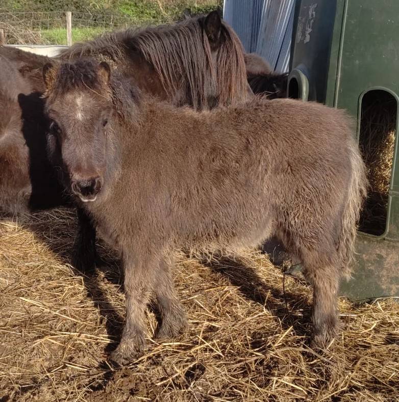 Veulen (vr) Bekend ras Te koop 2025 Zwart ,  SLOUP STARQUETAN