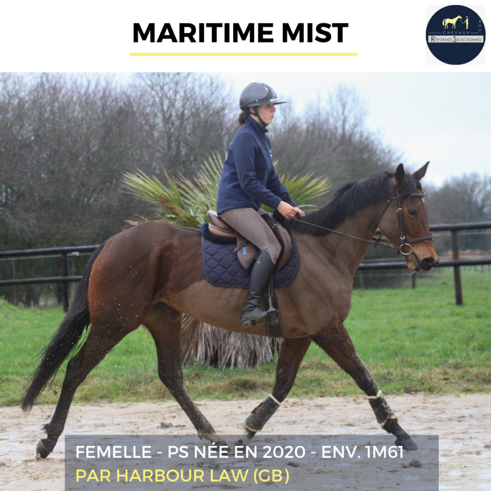 Merrie Volbloed Te koop 2020 Donker bruin / bai ,  HARBOUR LAW