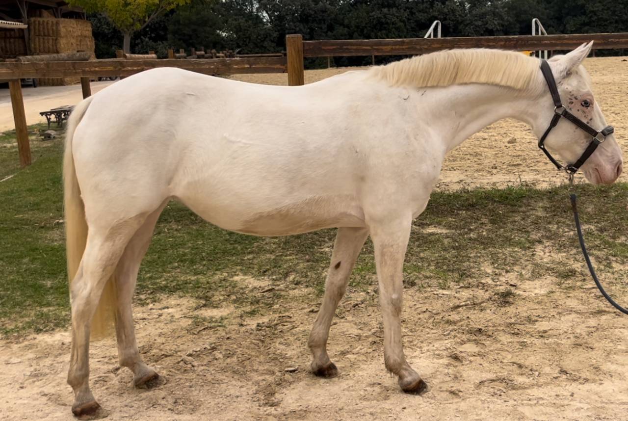 Merrie Bekend ras Te koop 2017 Palomino