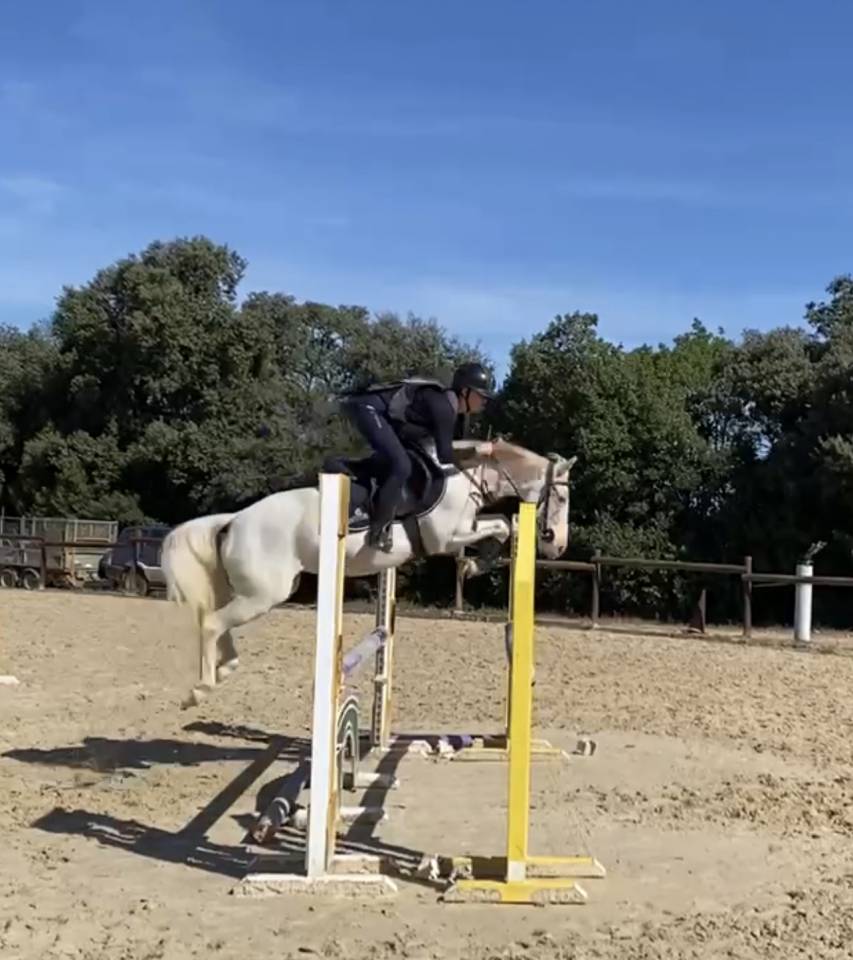 Merrie Bekend ras Te koop 2017 Palomino