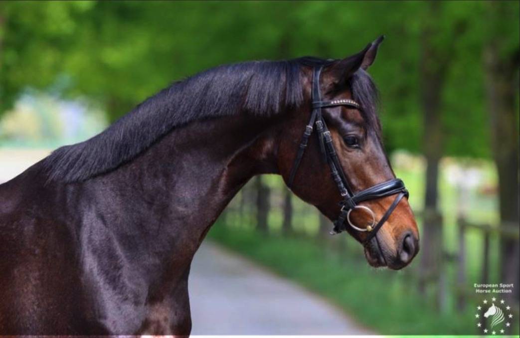 Ruin KWPN Nederlands sportpaard Te koop 2017 Bruin / Bai ,  Incognito