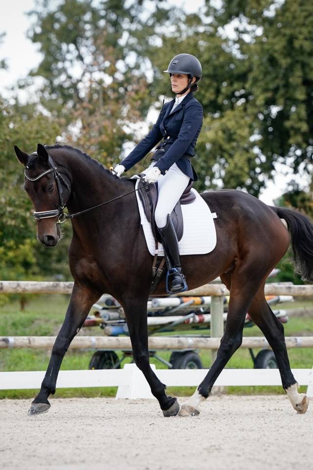 Ruin KWPN Nederlands sportpaard Te koop 2017 Bruin / Bai ,  Incognito