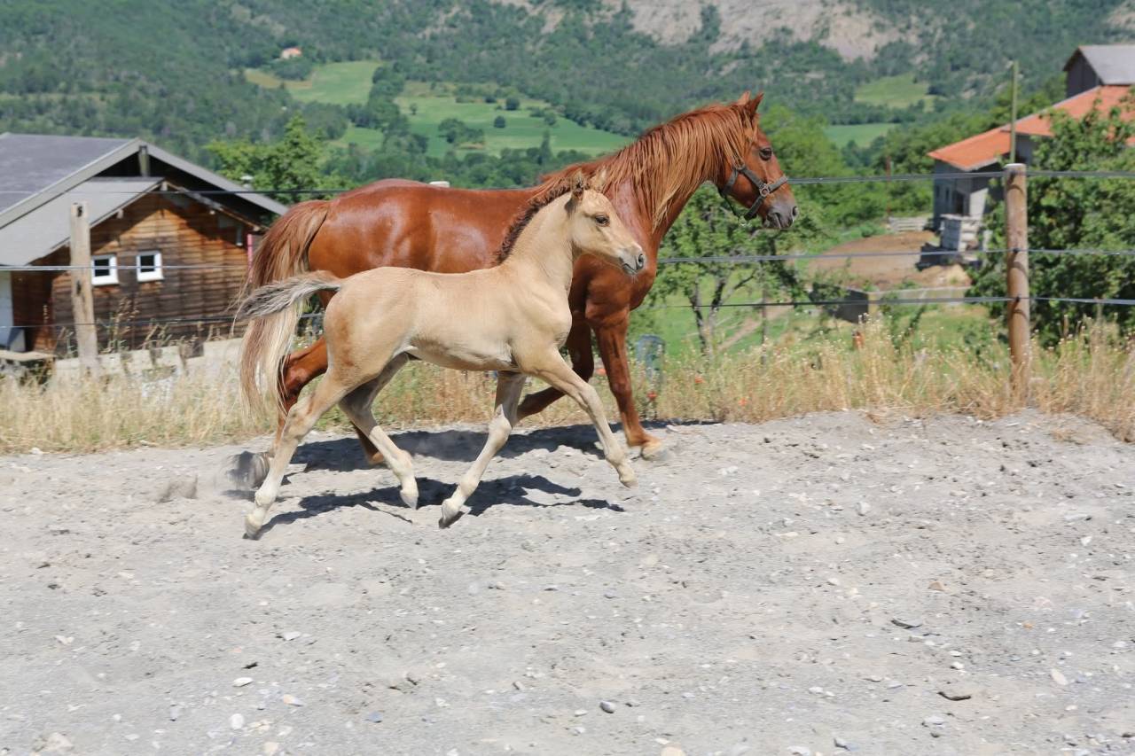 Veulen (vr) Franse rijpony PFS Te koop 2025 Wildkleur ,  Light Star de Florys