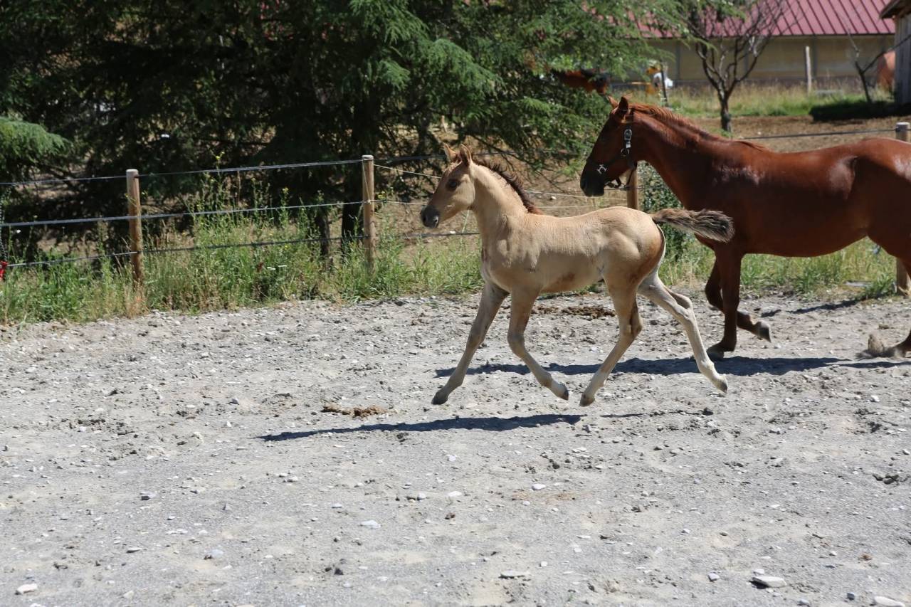Veulen (vr) Franse rijpony PFS Te koop 2025 Wildkleur ,  Light Star de Florys