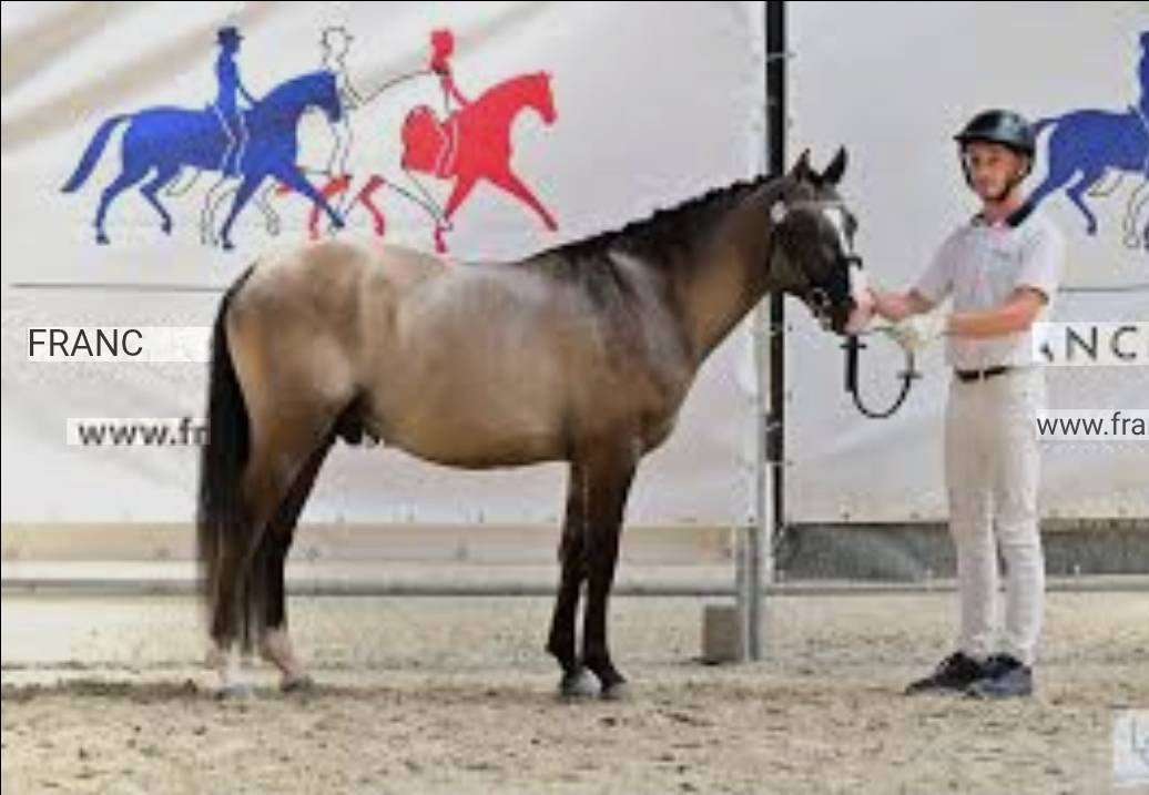 Veulen (vr) Franse rijpony PFS Te koop 2025 Wildkleur ,  Light Star de Florys