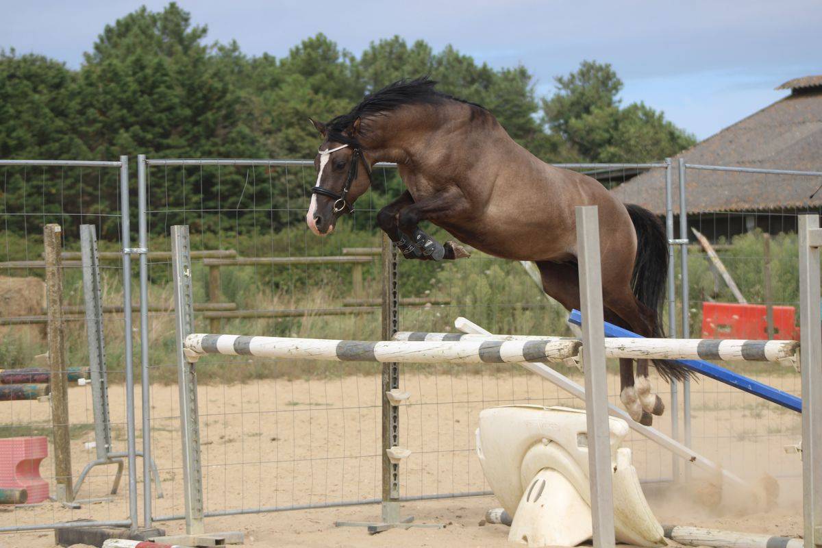 Veulen (vr) Franse rijpony PFS Te koop 2025 Wildkleur ,  Light Star de Florys