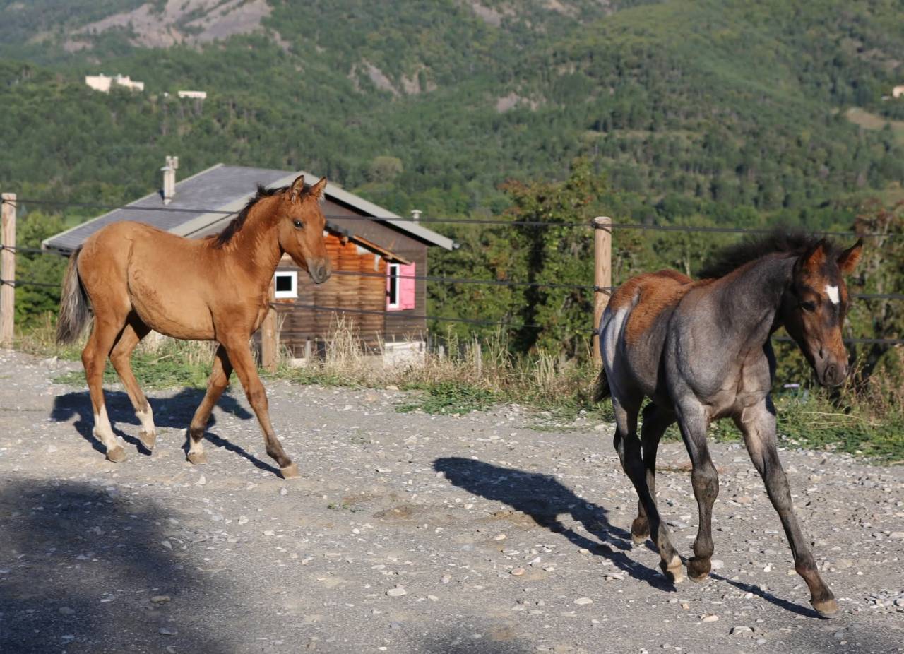 Veulen (vr) Franse rijpony PFS Te koop 2025 Wildkleur ,  Light Star de Florys