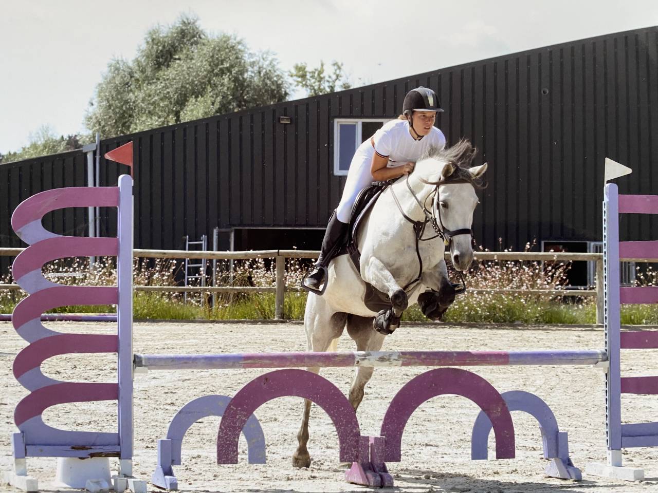 Merrie Ras onbekend Te koop 2015 Schimmel