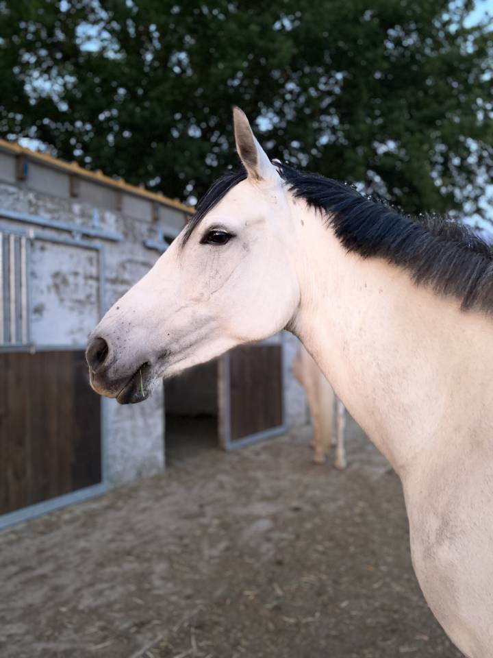 Merrie Ras onbekend Te koop 2015 Schimmel