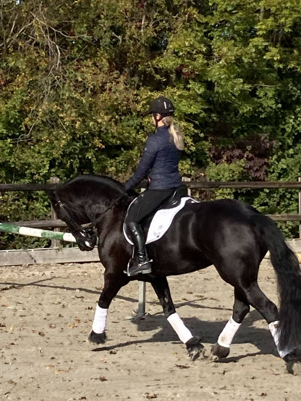 Draagmerrie Fries Te koop 2014 Zwart ,  BEART 411