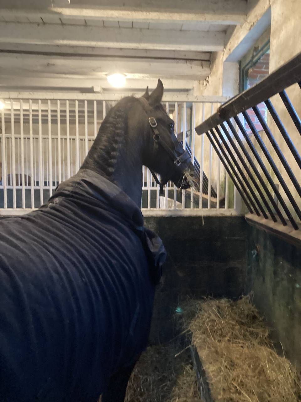 Draagmerrie Fries Te koop 2014 Zwart ,  BEART 411