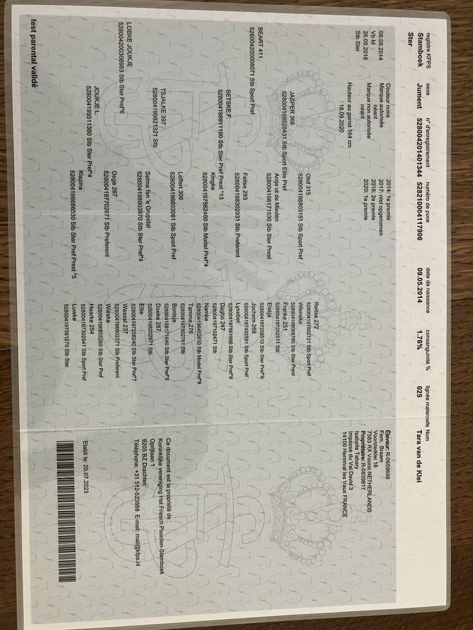 Draagmerrie Fries Te koop 2014 Zwart ,  BEART 411