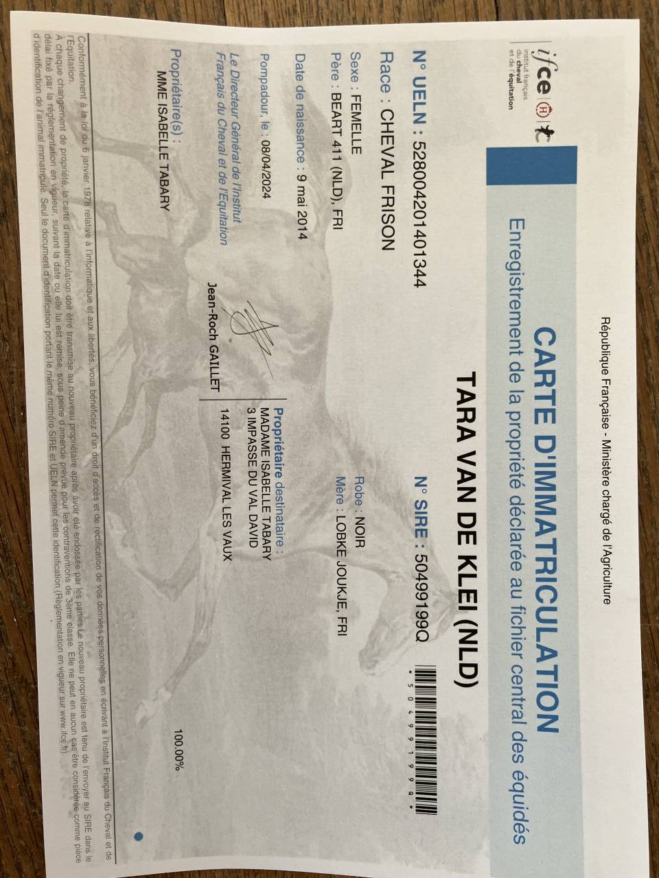 Draagmerrie Fries Te koop 2014 Zwart ,  BEART 411