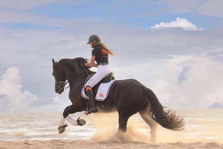 Draagmerrie Fries Te koop 2014 Zwart ,  BEART 411