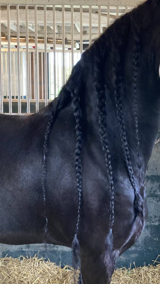 Draagmerrie Fries Te koop 2014 Zwart ,  BEART 411