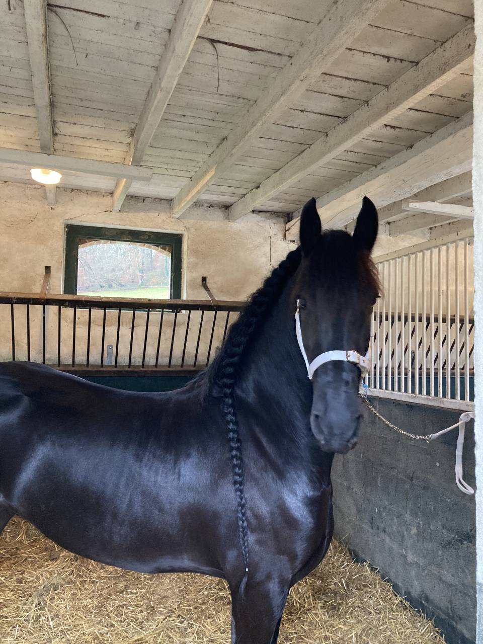 Draagmerrie Fries Te koop 2014 Zwart ,  BEART 411