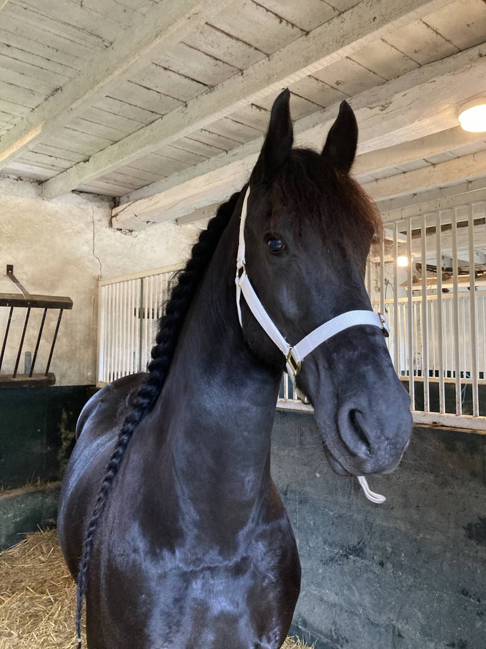 Draagmerrie Fries Te koop 2014 Zwart ,  BEART 411