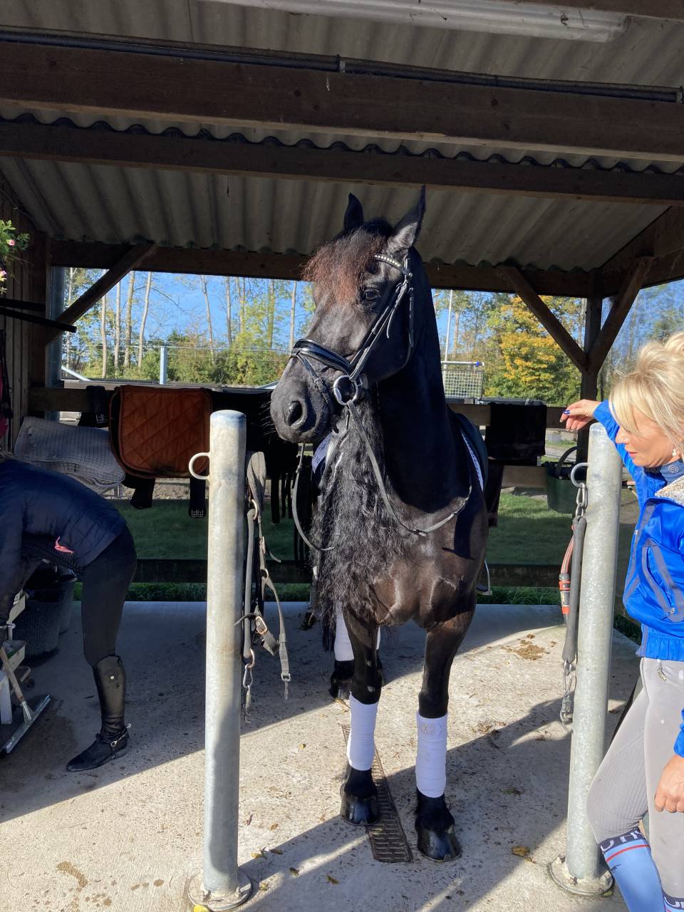 Draagmerrie Fries Te koop 2014 Zwart ,  BEART 411