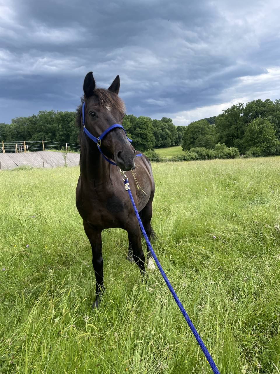 Ruin Connemara Te leen 2014 Overige kleuren