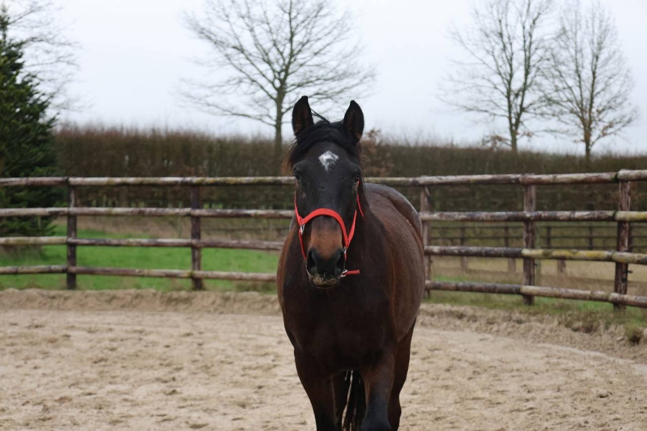 Merrie Zangersheide Te koop 2022 Donker bruin / bai