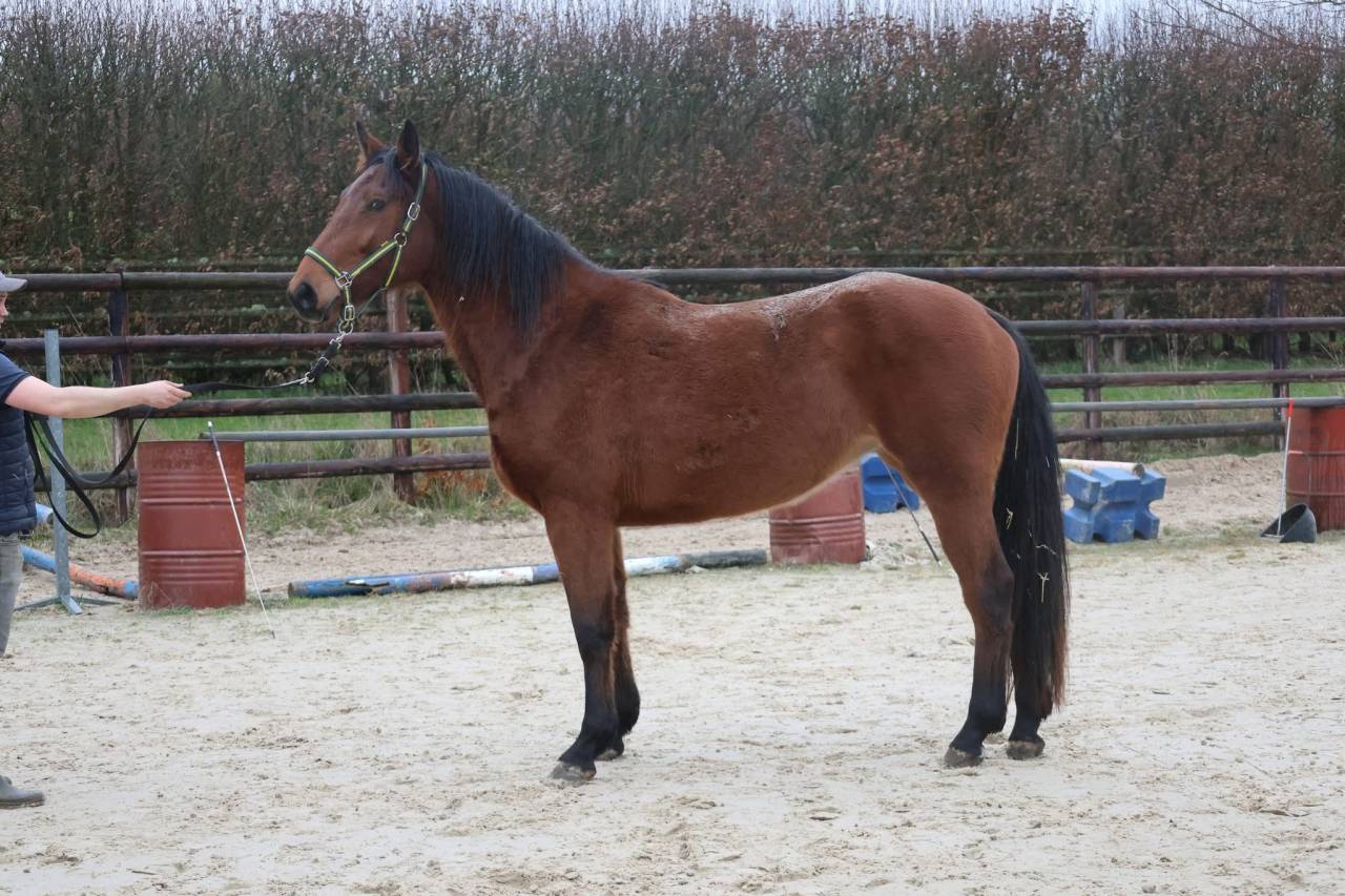 Merrie Zangersheide Te koop 2022 Donker bruin / bai