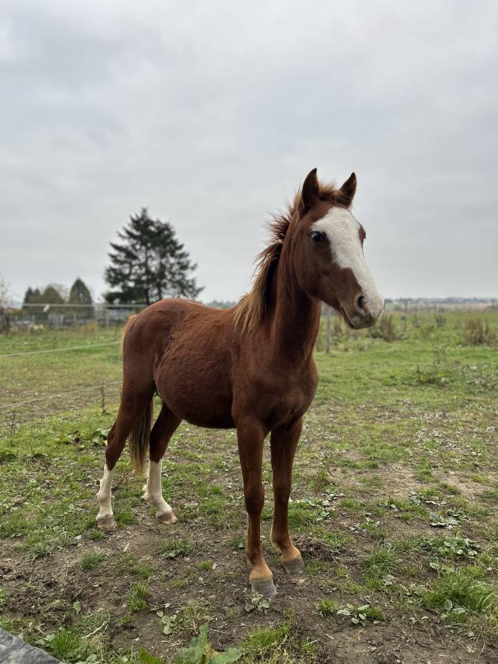 Veulen (ml) Belgische pony Te koop 2024 Vos ,  Dragibus du rouget