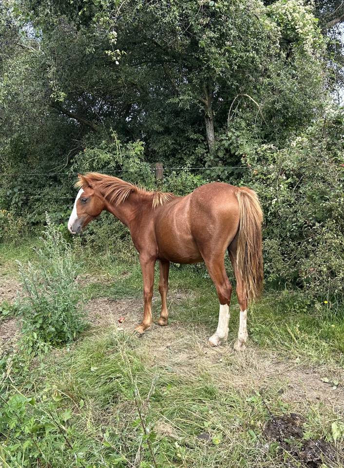 Veulen (ml) Belgische pony Te koop 2024 Vos ,  Dragibus du rouget