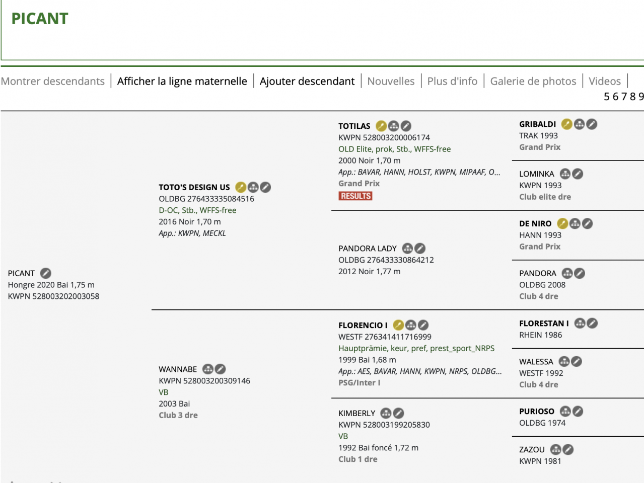 Ruin KWPN Nederlands sportpaard Te koop 2020 Bruin / Bai ,  Toto design&rsquo;us