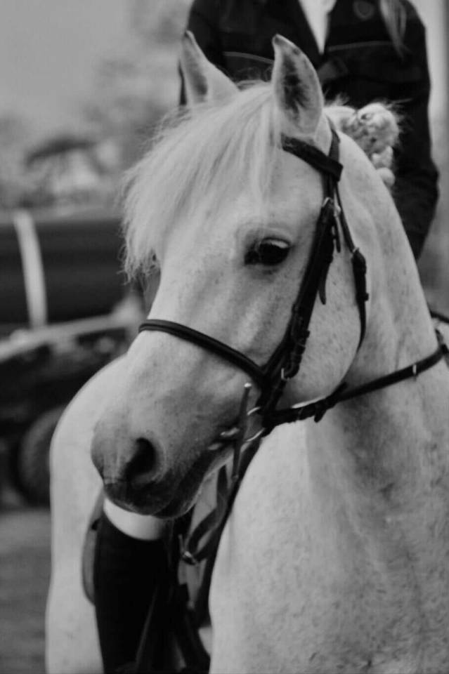 Voyage d'Arquetan - Franse rijpony PFS 2009 ,  Gribouille Villaud