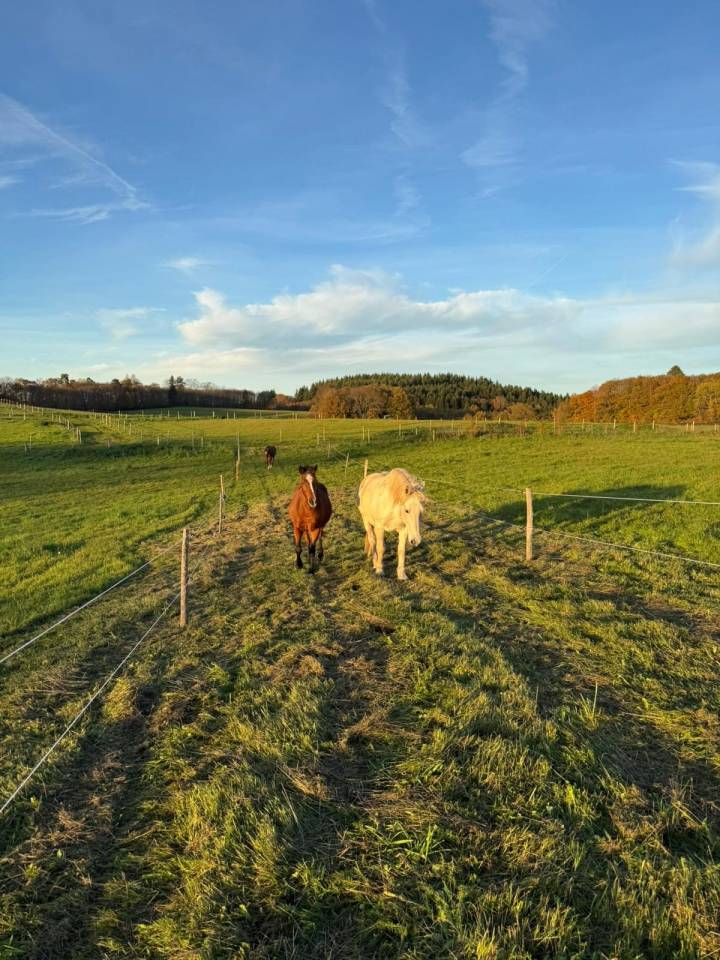 Hippisch vastgoed Koop Haute-Vienne