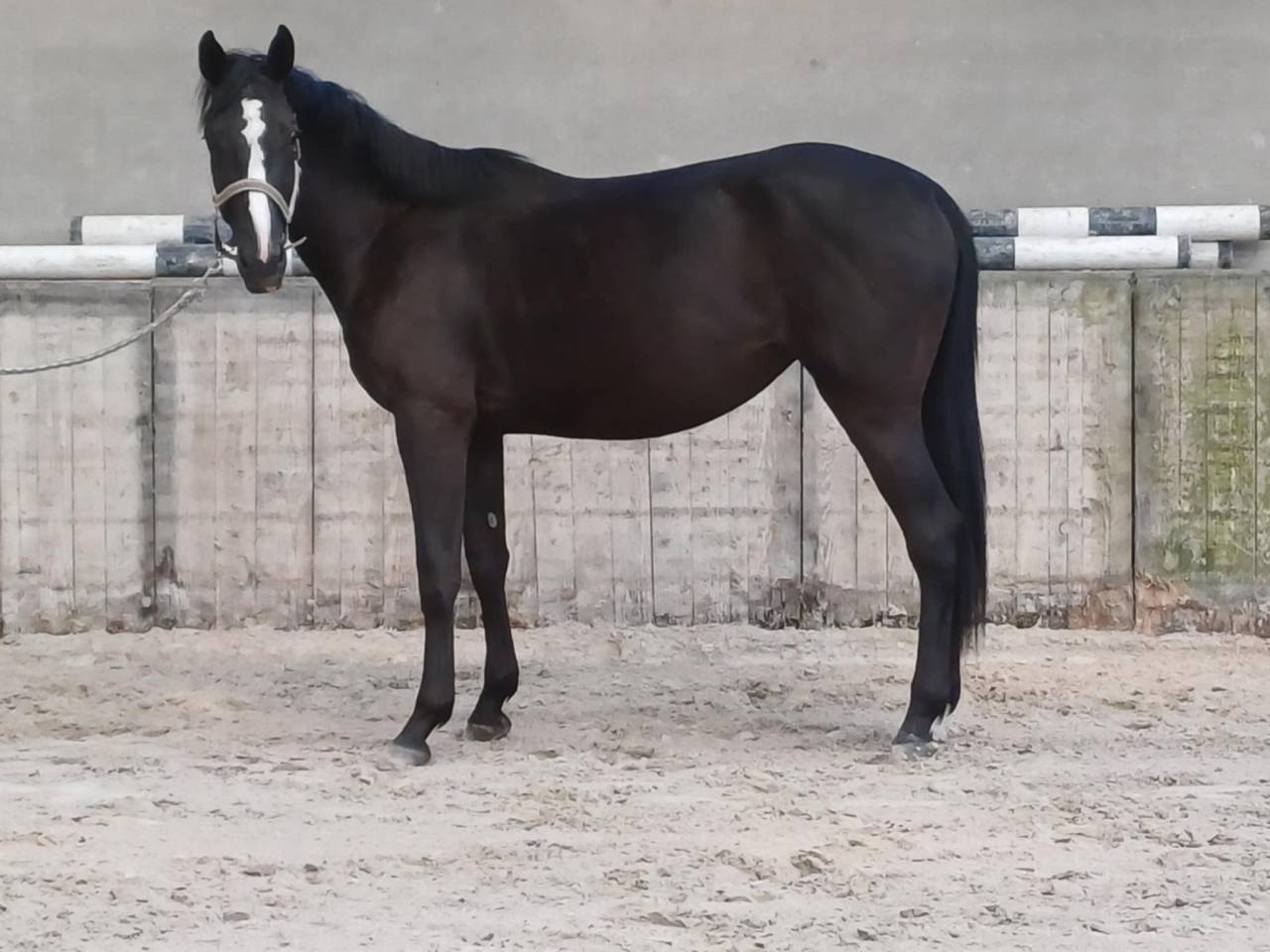 Merrie Zangersheide Te koop 2023 Zwart ,  Querido VG Z