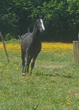 Merrie Zangersheide Te koop 2023 Zwart ,  Querido VG Z