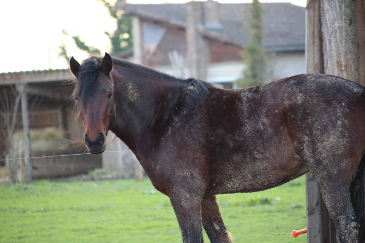 Veulen (ml) Connemara Te koop 2025 Bont