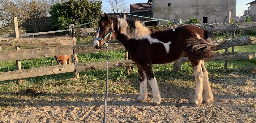 Veulen (ml) Connemara Te koop 2025 Bont