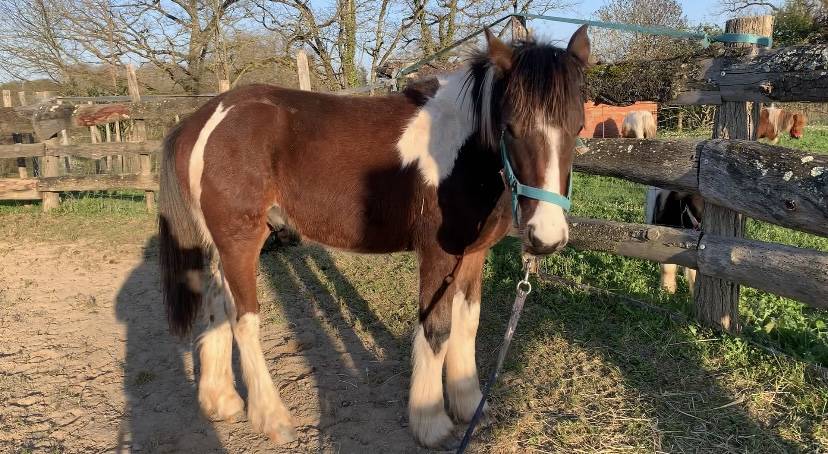 Veulen (ml) Connemara Te koop 2025 Bont