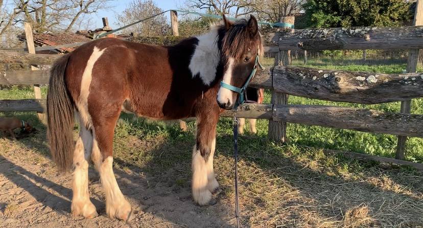 Veulen (ml) Connemara Te koop 2025 Bont