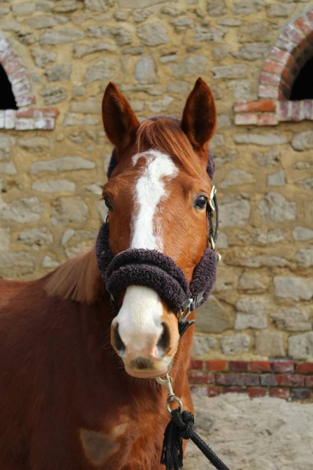 Merrie Franse rijpony PFS Te koop 2022 Vos ,  Goldwyn d&rsquo;embets