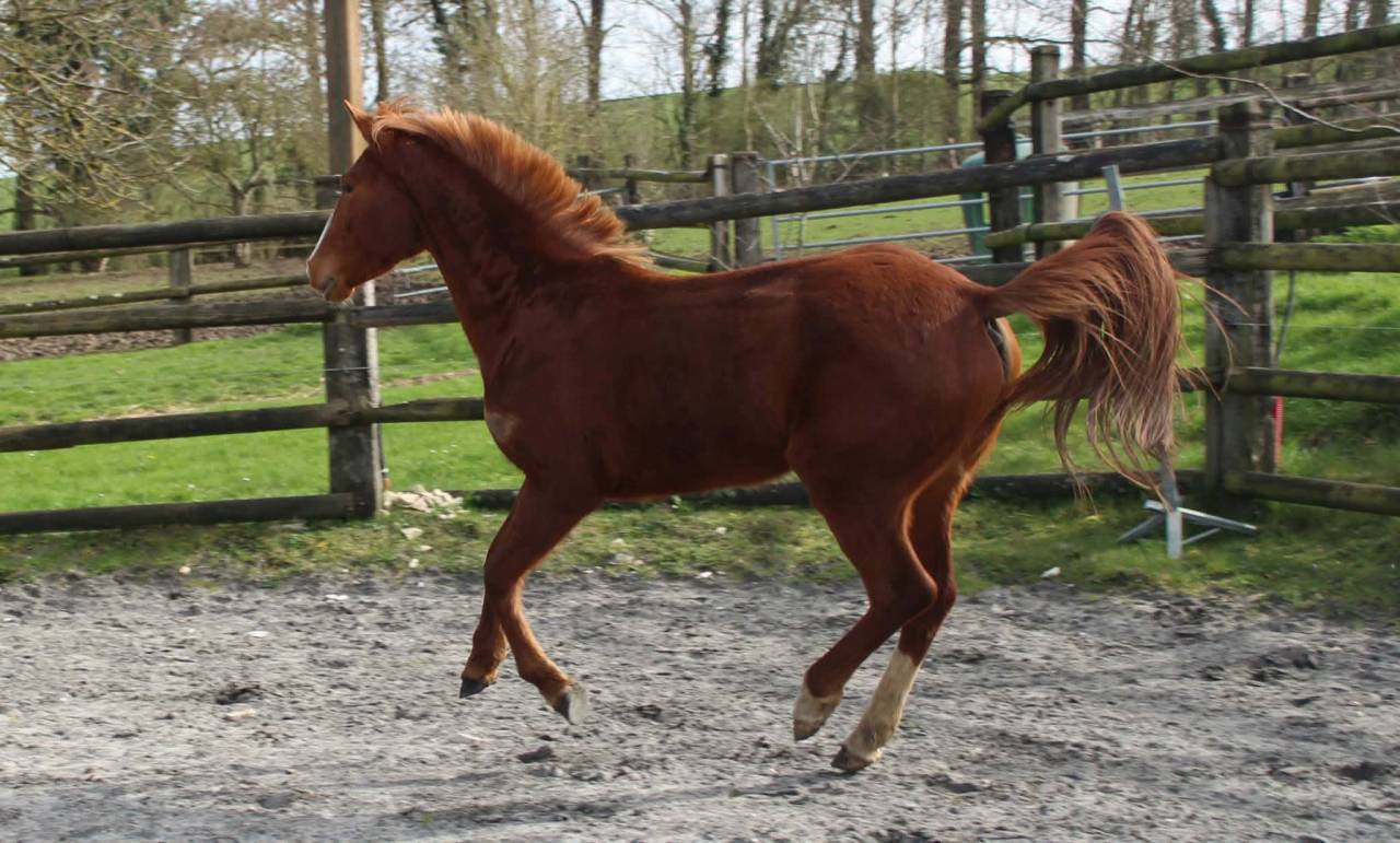 Merrie Franse rijpony PFS Te koop 2022 Vos ,  Goldwyn d&rsquo;embets