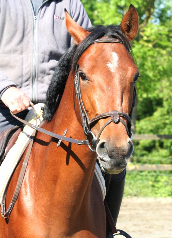 Merrie Belgisch sportpaard Te koop 2022 Donker bruin / bai ,  Sambuca JW van't Meulenhof